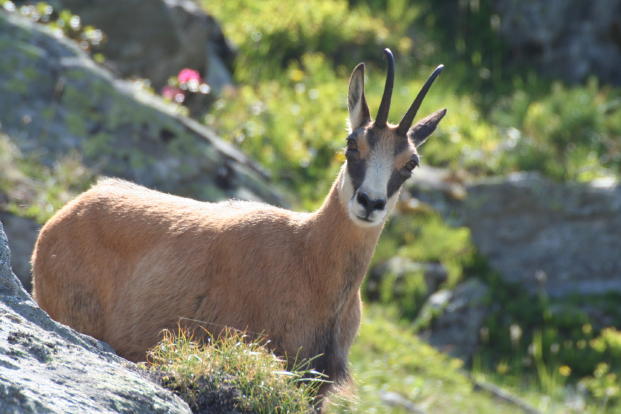 Fauna delle Alpe